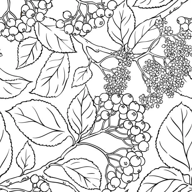 Coloring book aronia on a tree